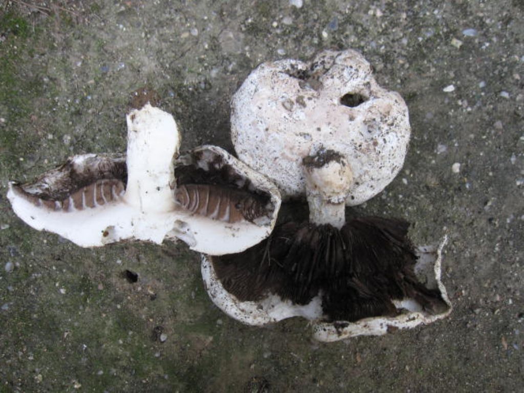 ariet Agaricus campestris?