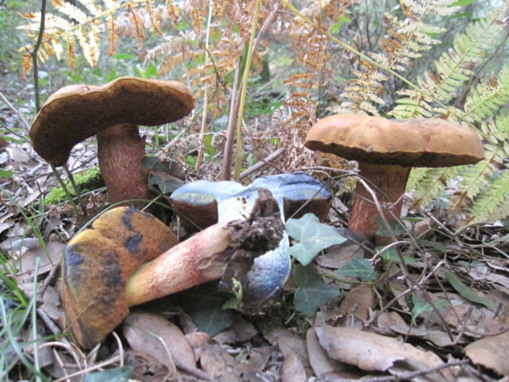 Boletus queletii?