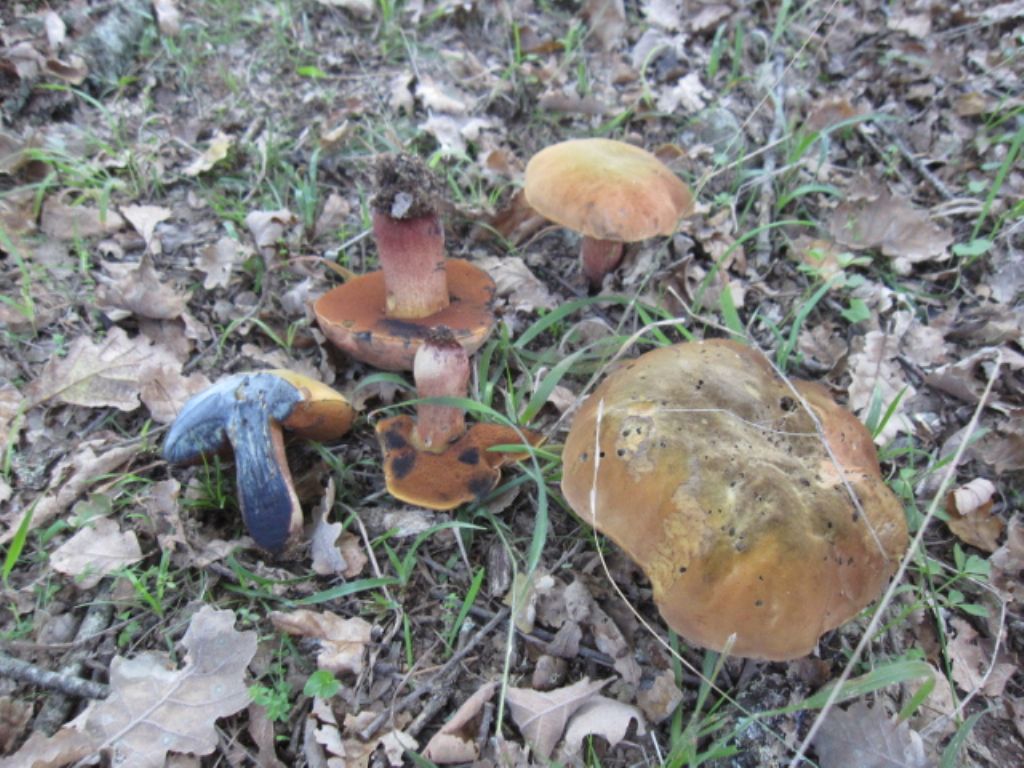 Boletus queletii?