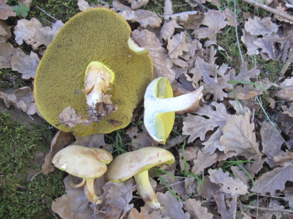 Boletus queletii?