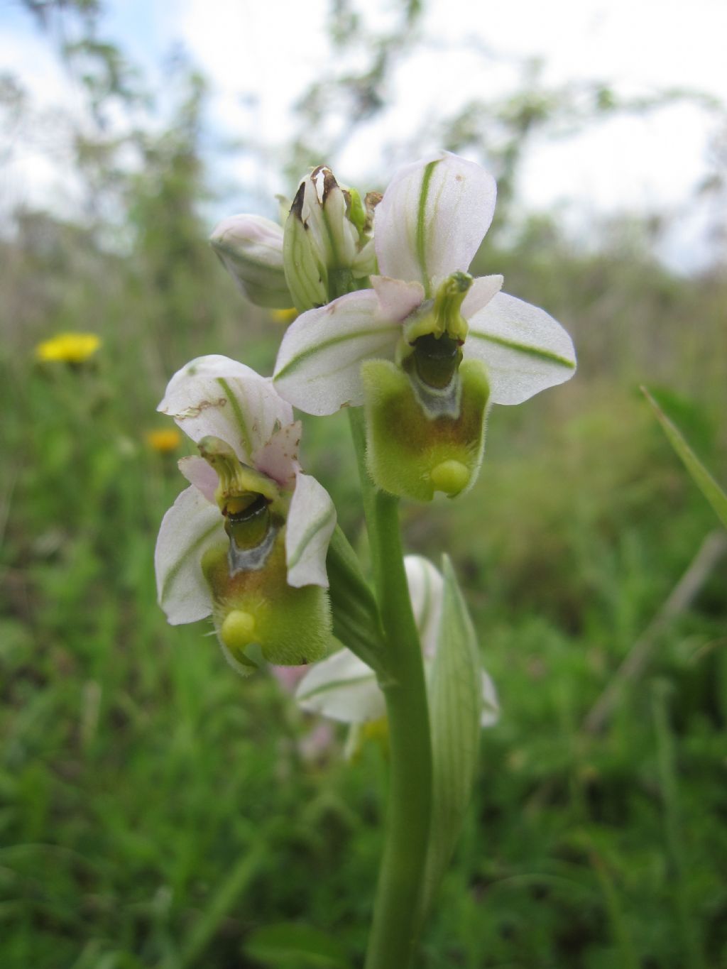 Ophrys tenthredinifera