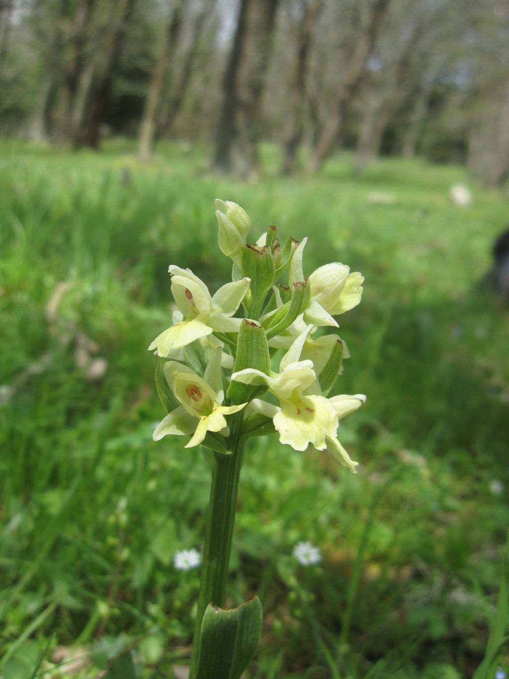 Dactylorhiza insularis