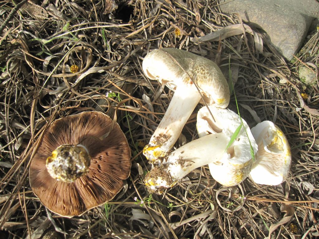 Agaricus xantoderma