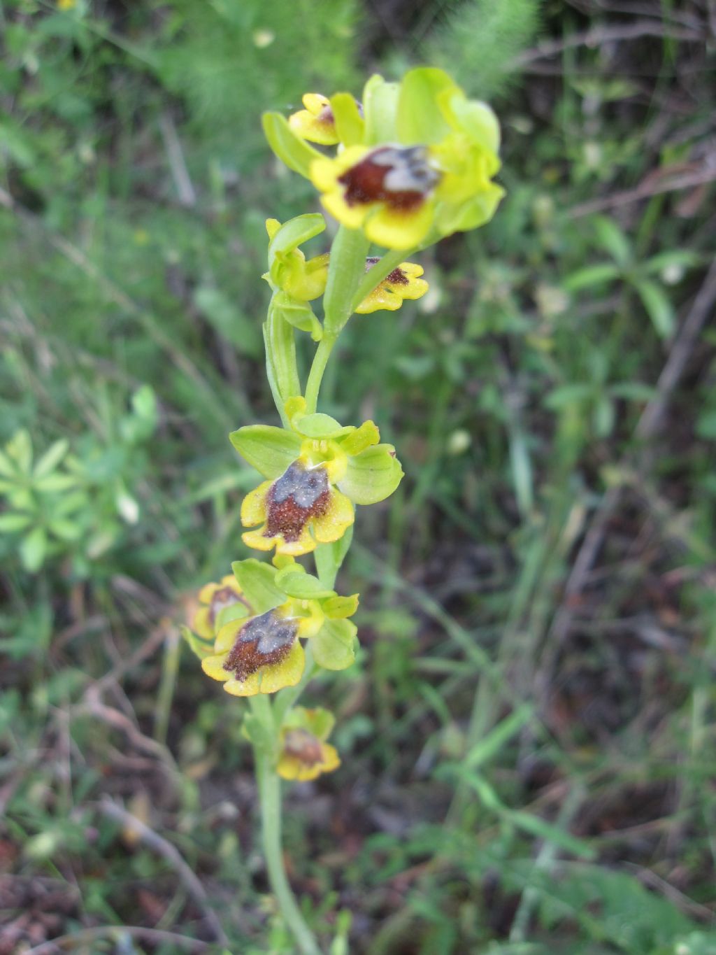 Ophrys lutea