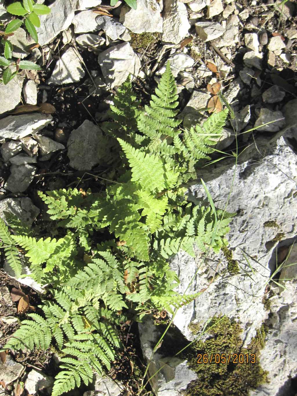 Dryopteris sp.