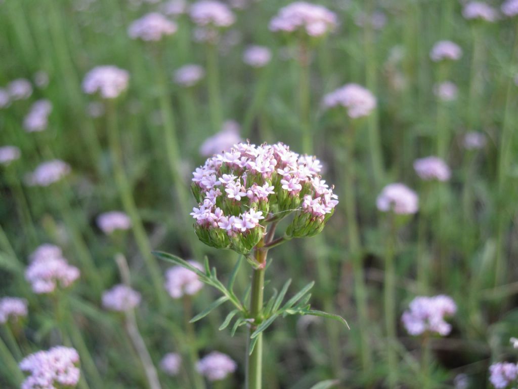 Centranthus calcitrapae / Camarezza minore