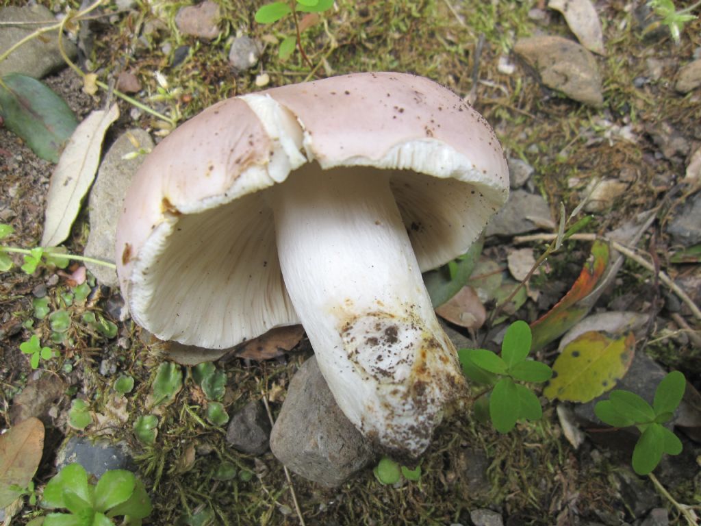 Russula vesca