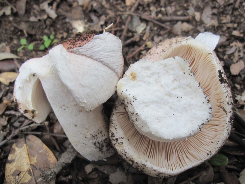 Russula vesca