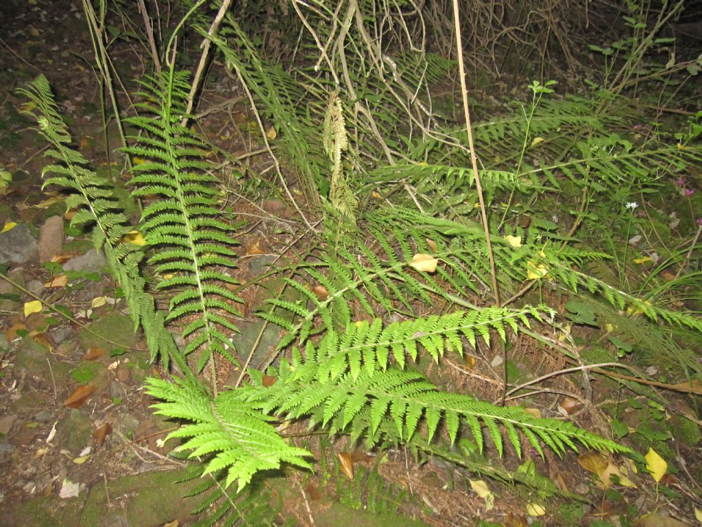 cfr. Polystichum setiferum