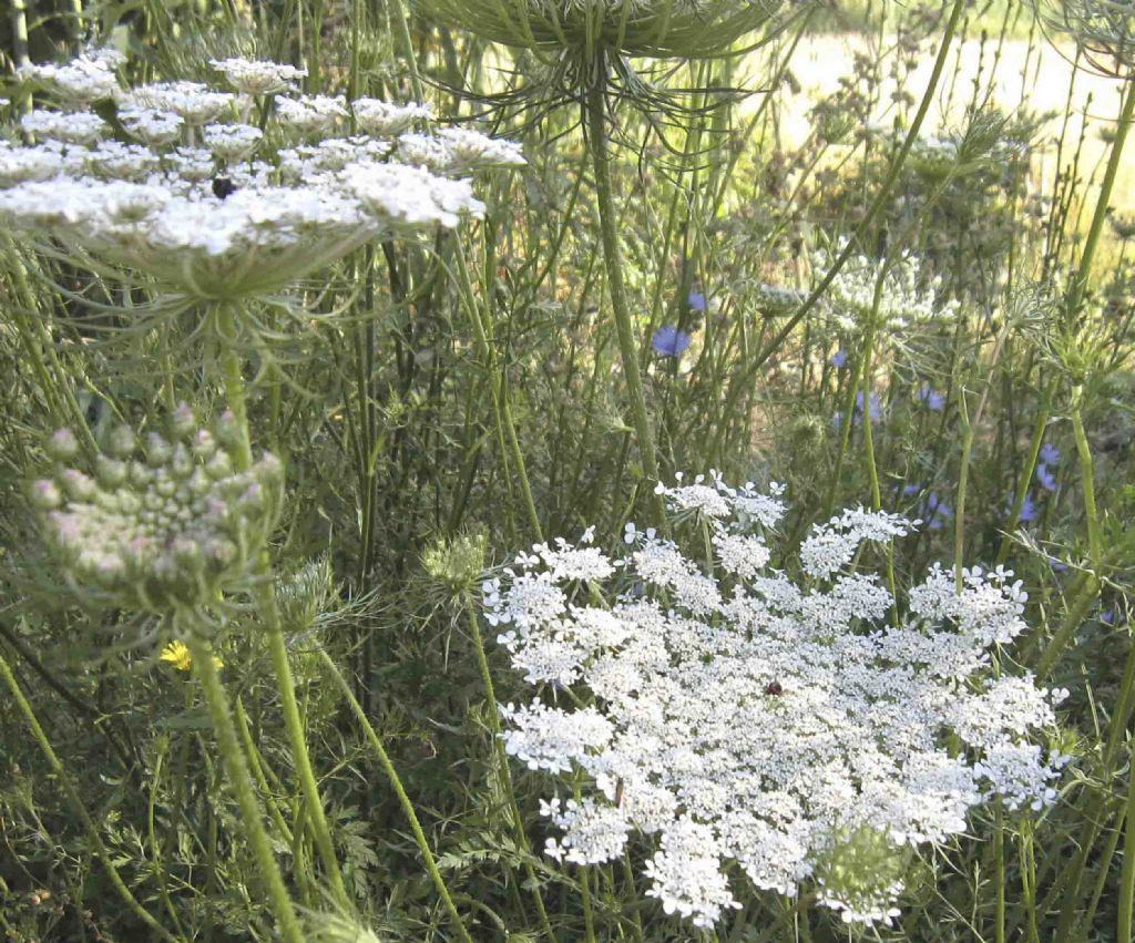 Daucus carota