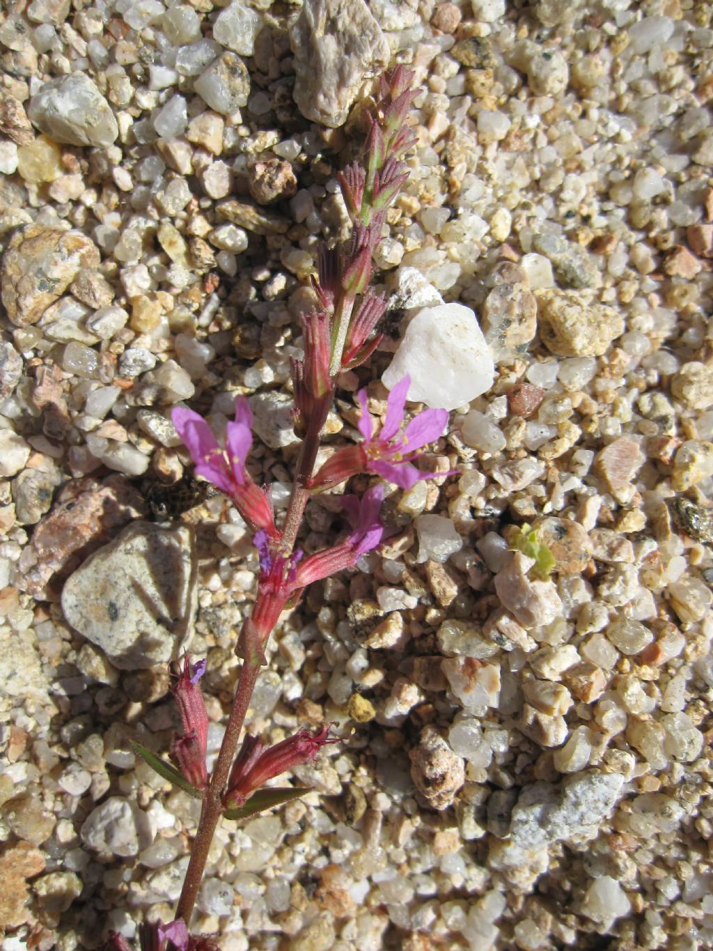 sul greto di un torrente - Lythrum salicaria