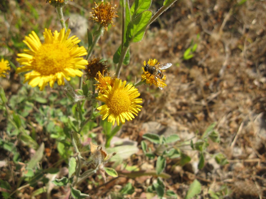 Pulicaria odora