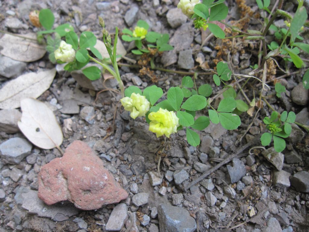 Trifolium campestre / Trifoglio campestre