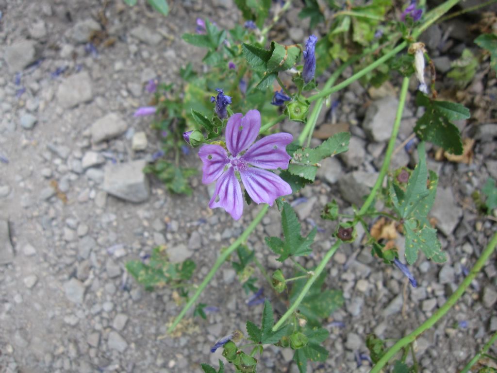 Malva multiflora