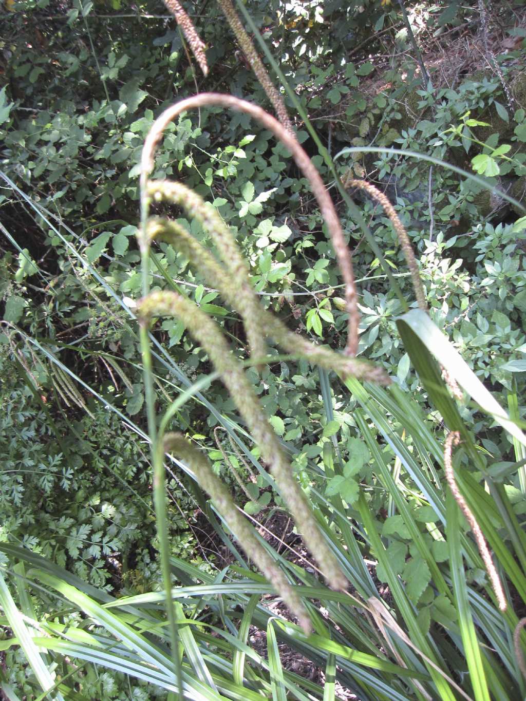 Phleum pratense? - no, Carex pendula