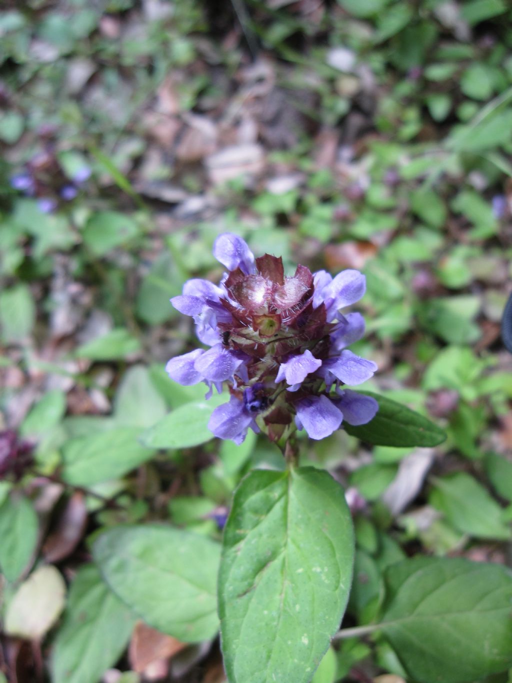 Prunella vulgaris