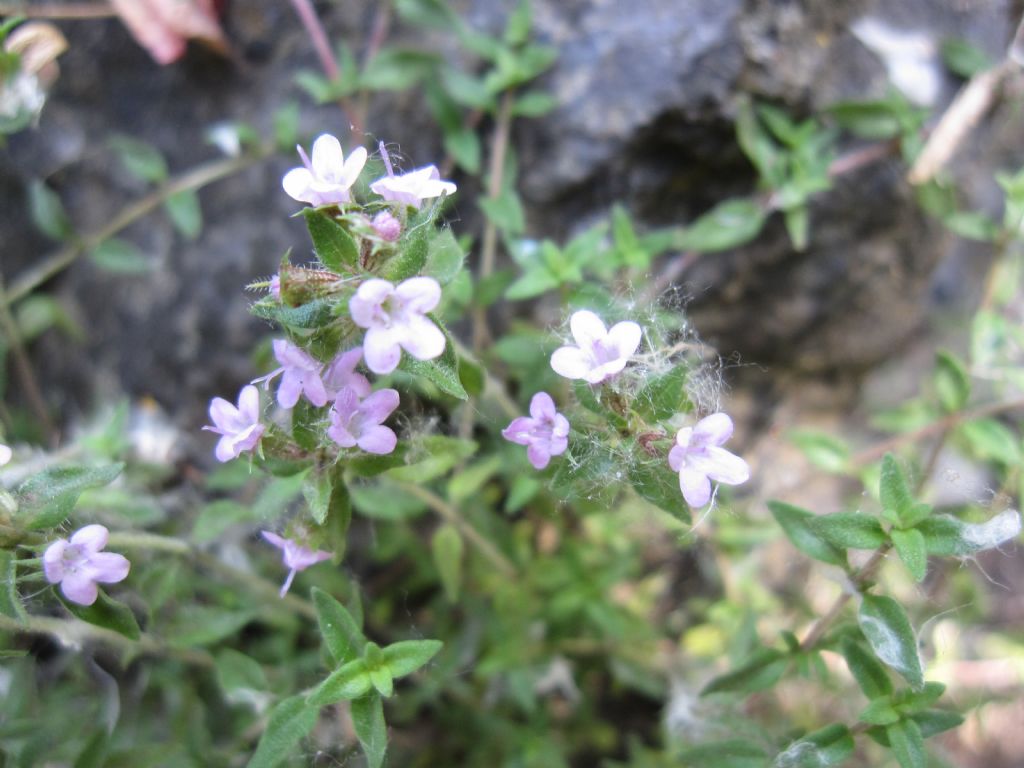 Thymus herba-barona / Timo erba barona