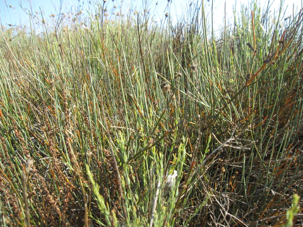 Ephedra dystachya