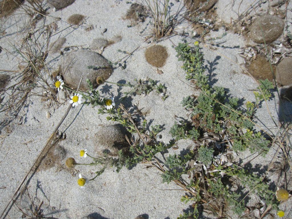 Anthemis maritima?