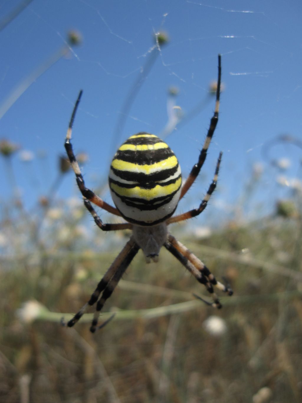 Argiope bruennichi - Arborea (OR)