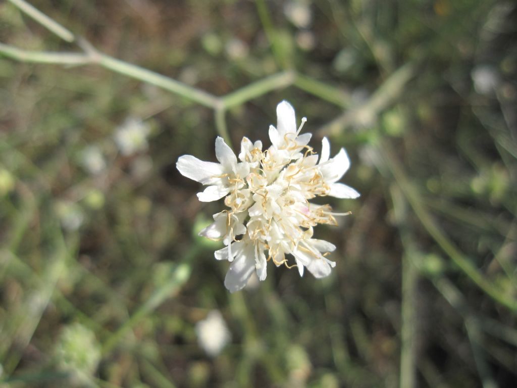 Pycnocomon rutifolium / Vedovina a foglie di ruta