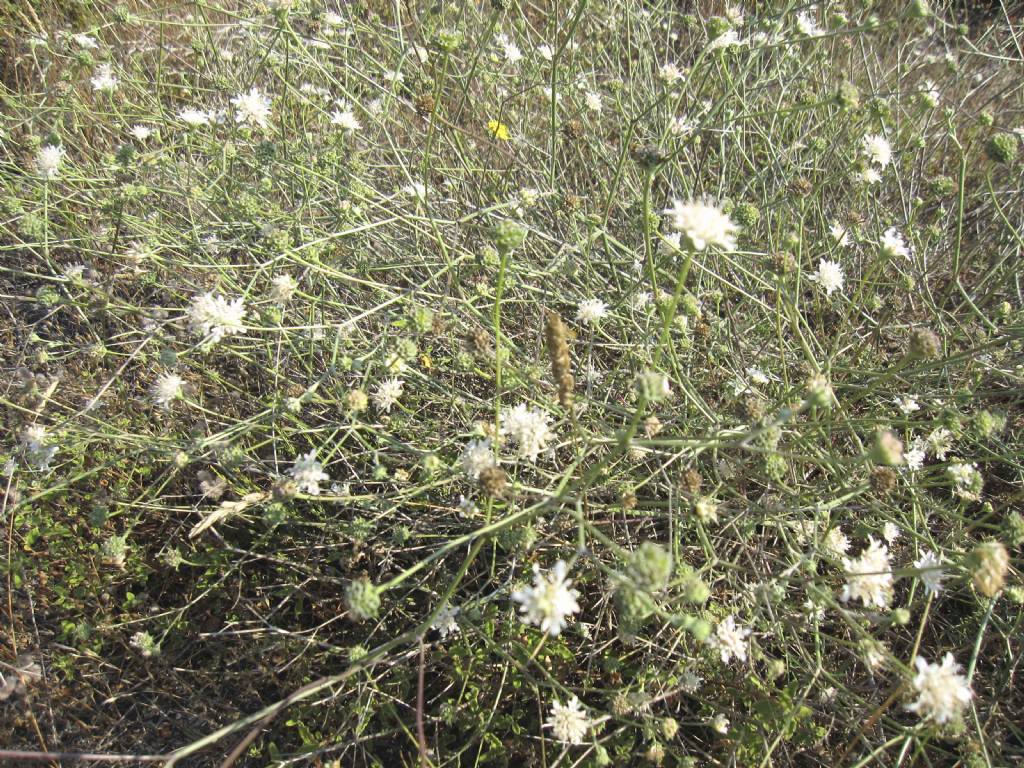 Pycnocomon rutifolium / Vedovina a foglie di ruta