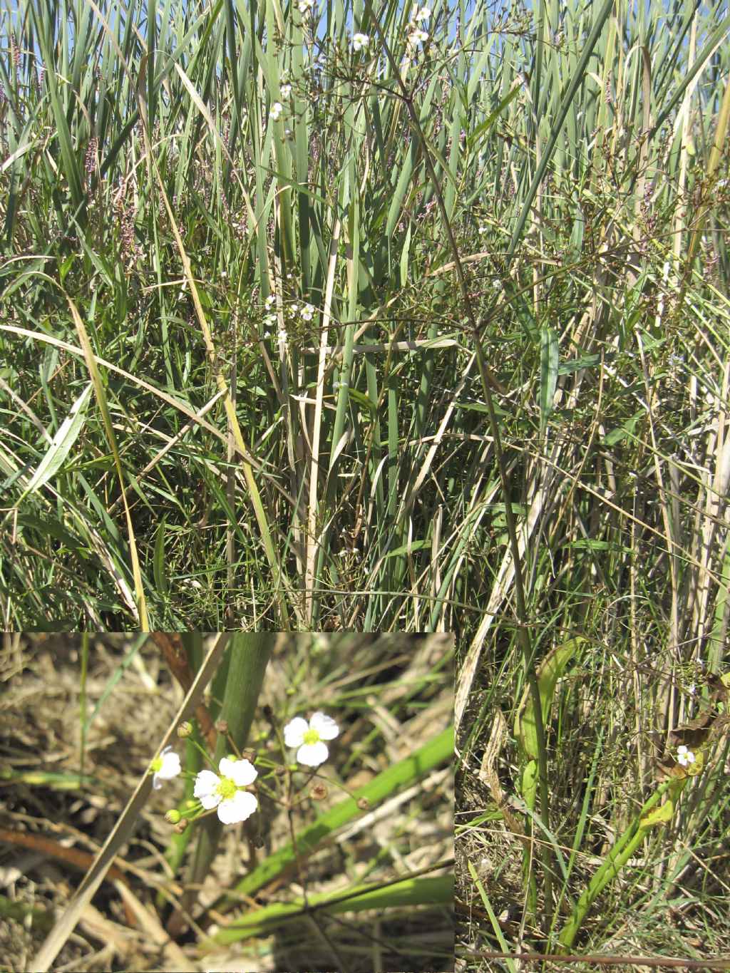 Alisma plantago-aquatica