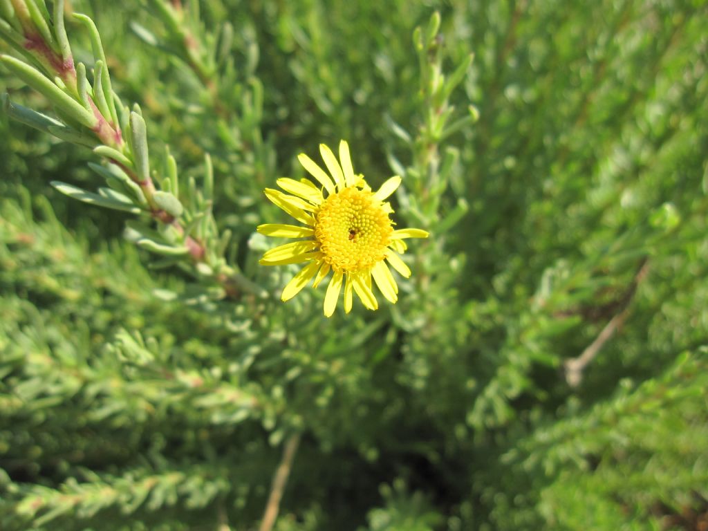 Limbarda crithmoides / Enula bacicci