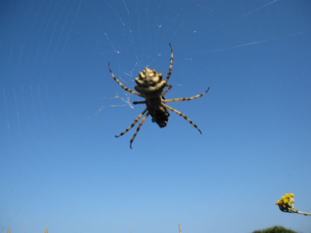 Argiope lobata - Arborea (OR)