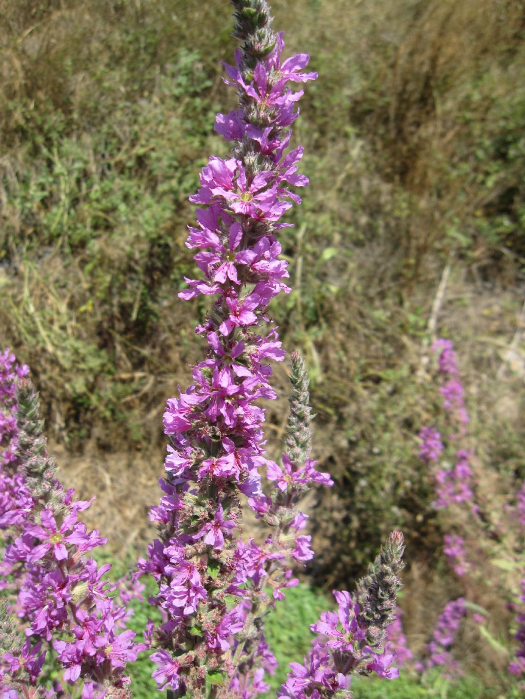 Lythrum salicaria