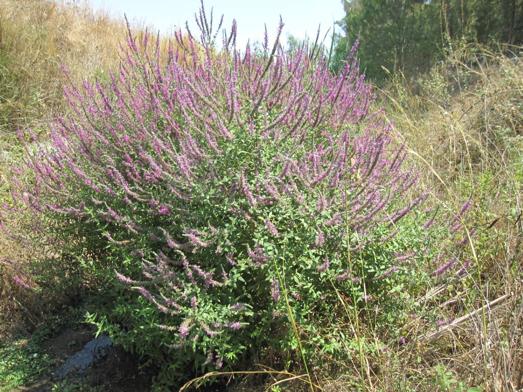 Lythrum salicaria