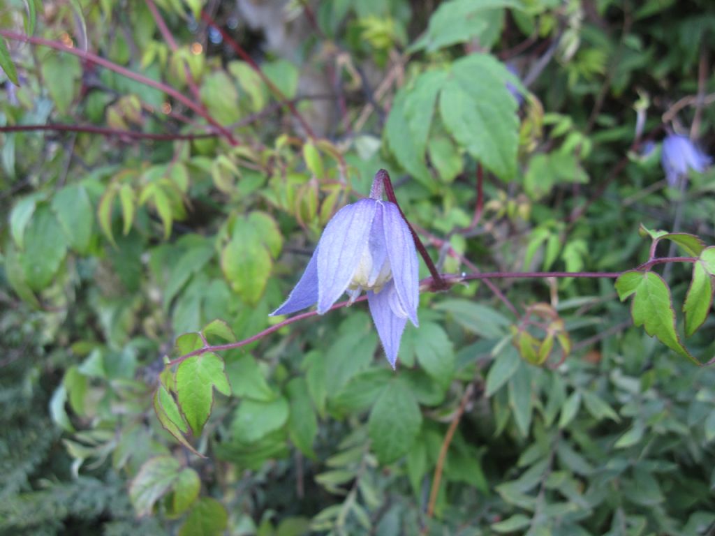 Clematis alpina