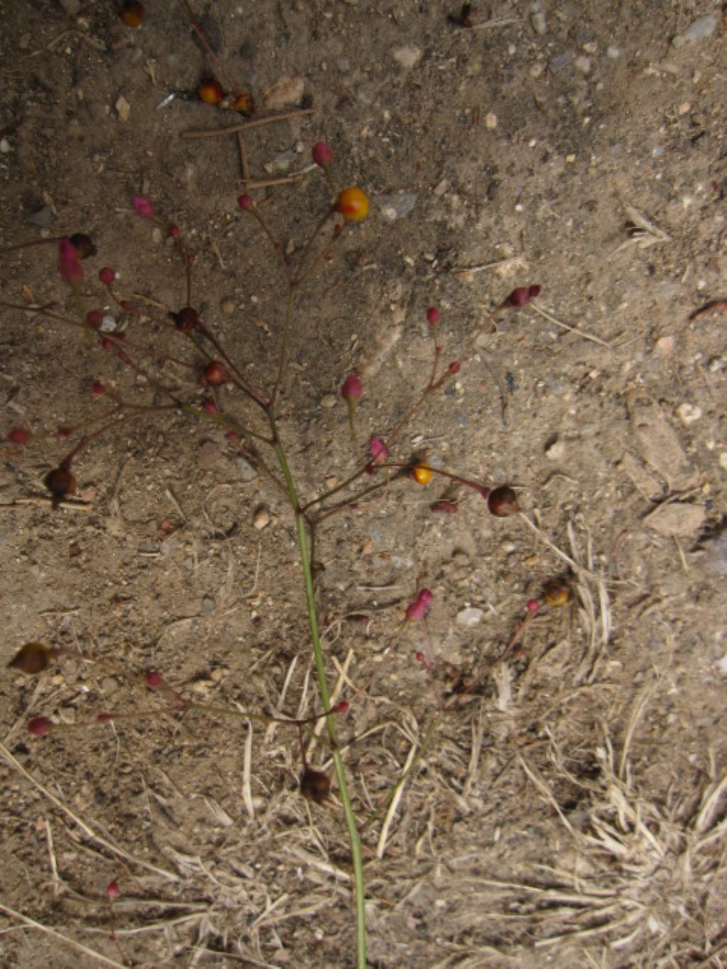 fiorellini minuscoli - Talinum paniculatum