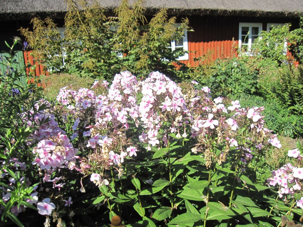 pianta 6Svezia - cultivar di Phlox paniculata