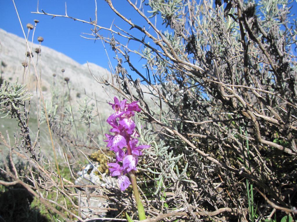 Orchis mascula subsp. ichnusae