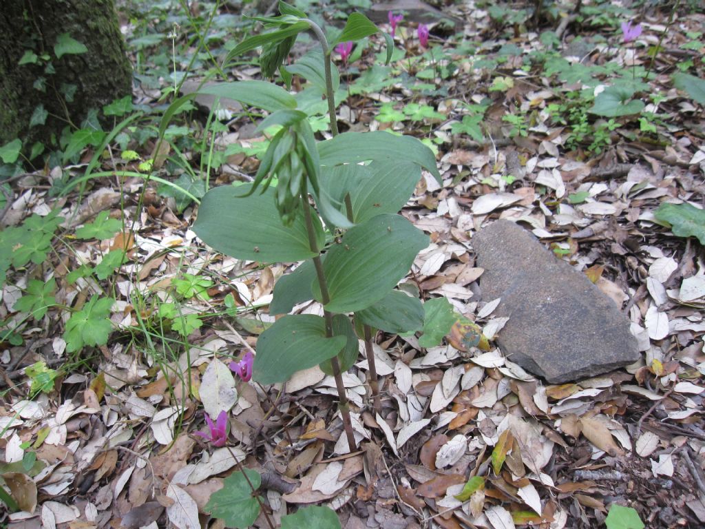 orchis quasi in fiore - Epipactis helleborine