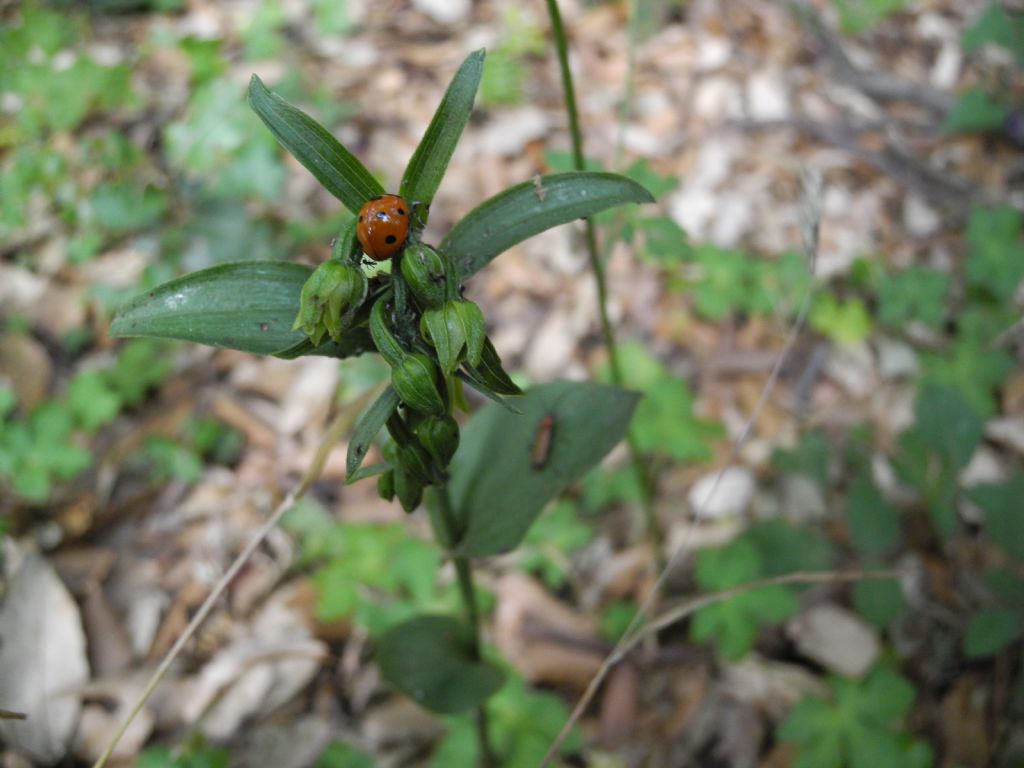 Epipactis...