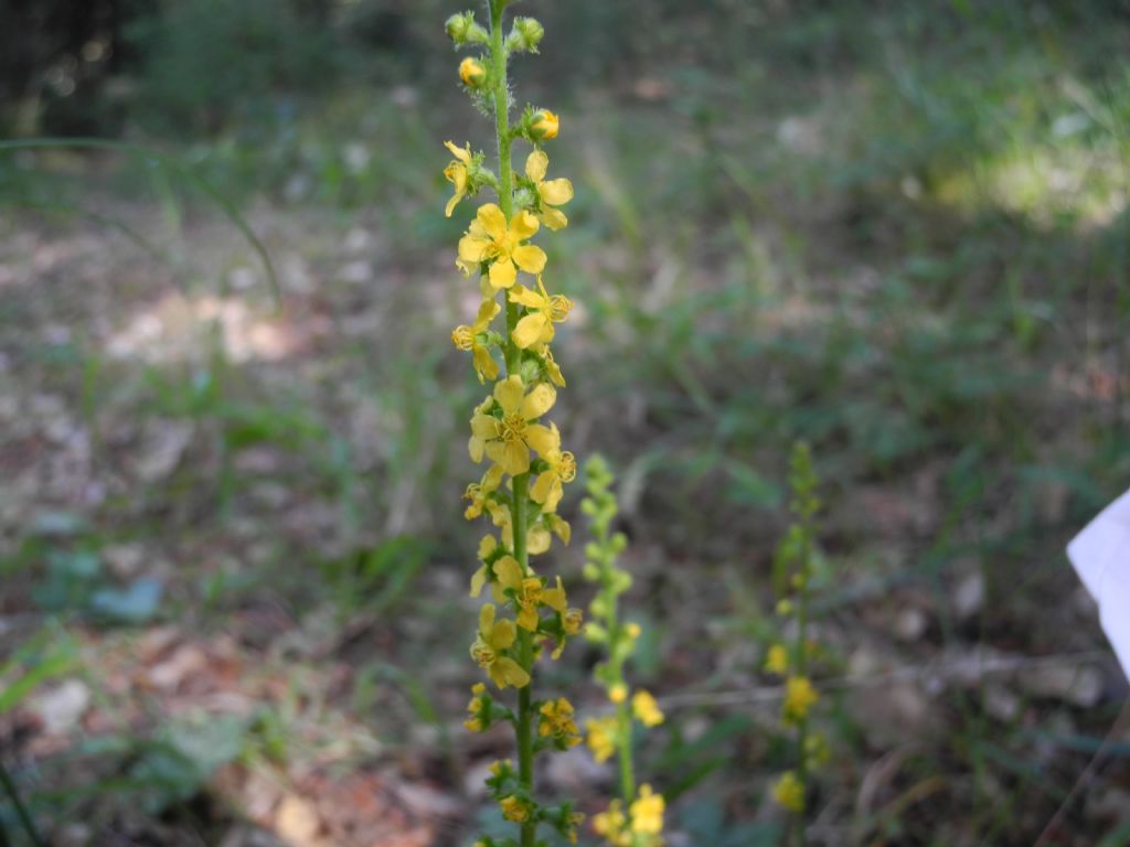 Agrimonia eupatoria