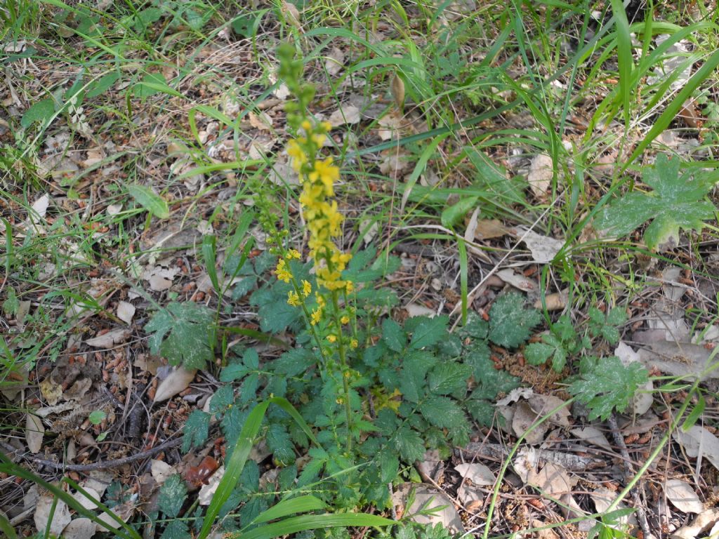 Agrimonia eupatoria