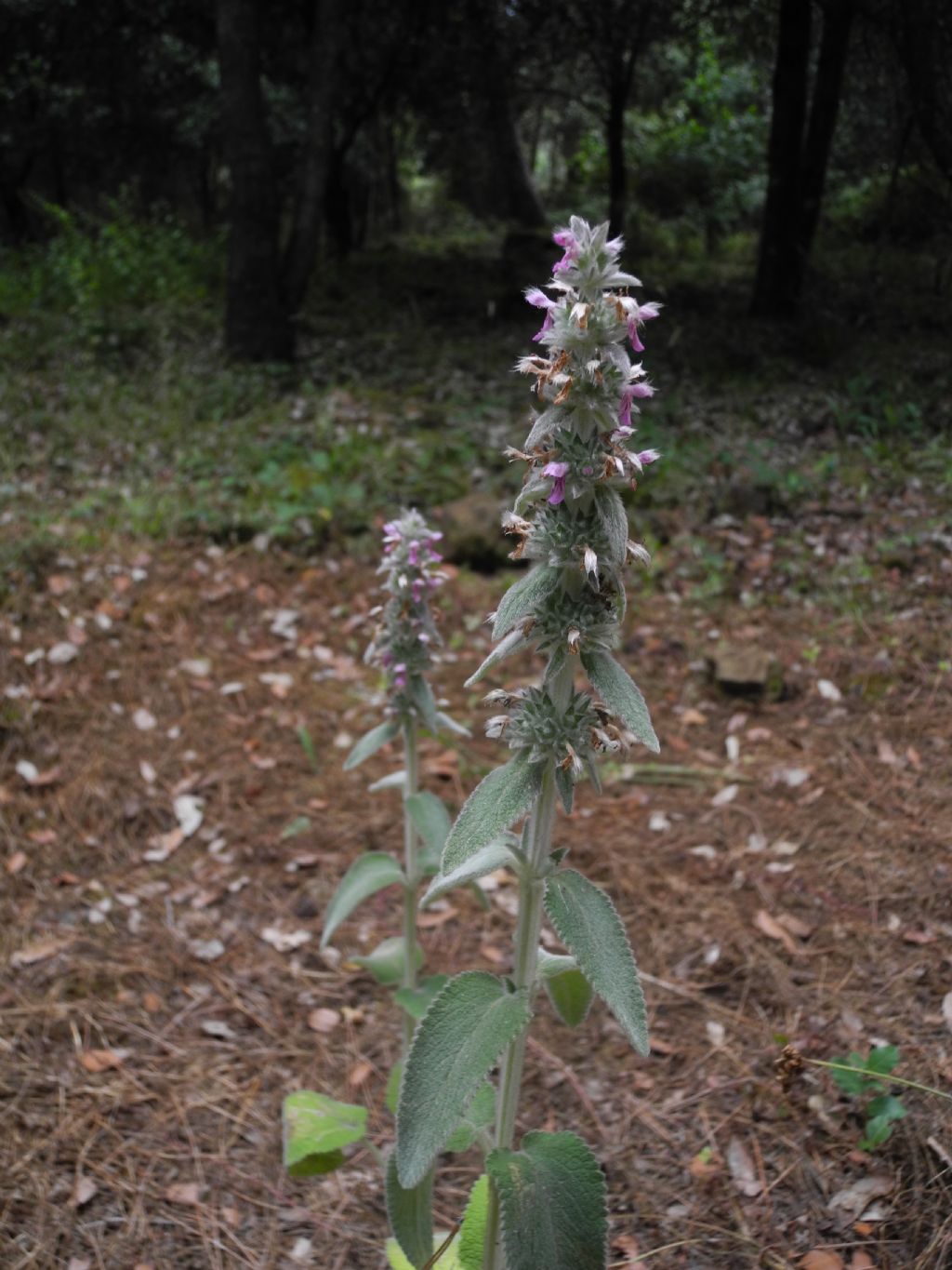 Stachys germanica / Betonica germanica