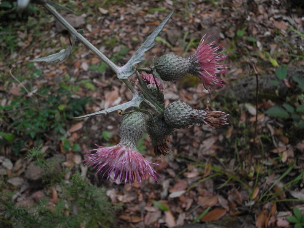 Cirsium scabrum / Cardo scabro