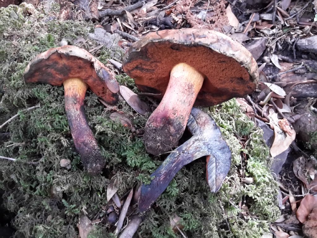 boletus erythropus