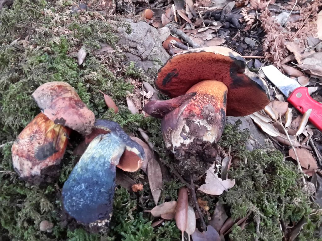 boletus erythropus