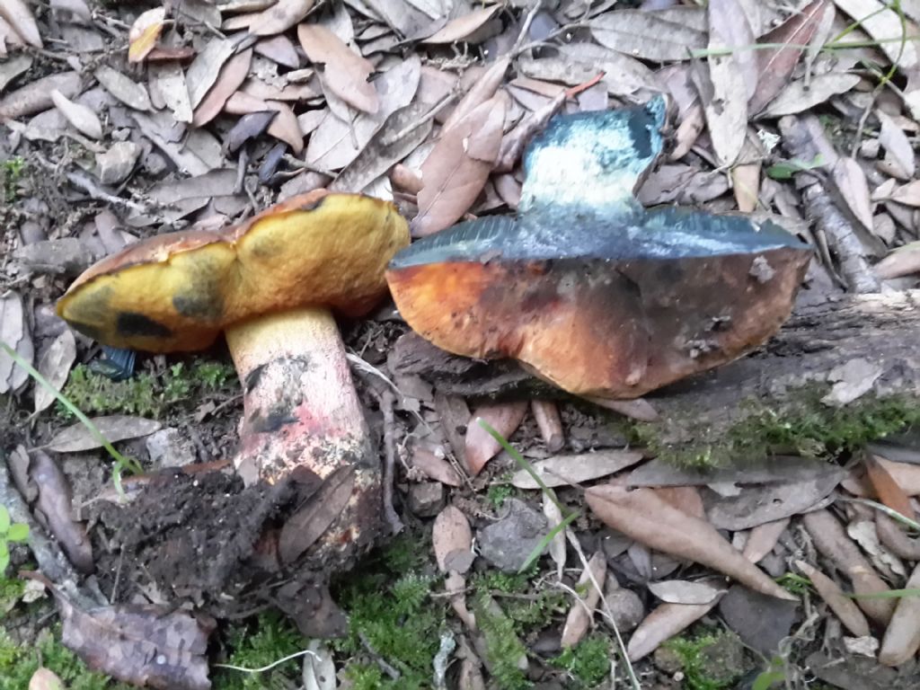 boletus erythropus