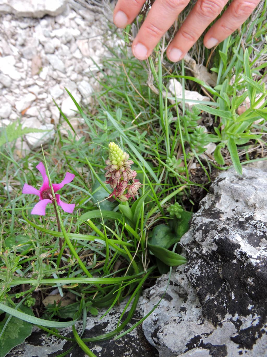 Orchis anthropophora dal Supramonte