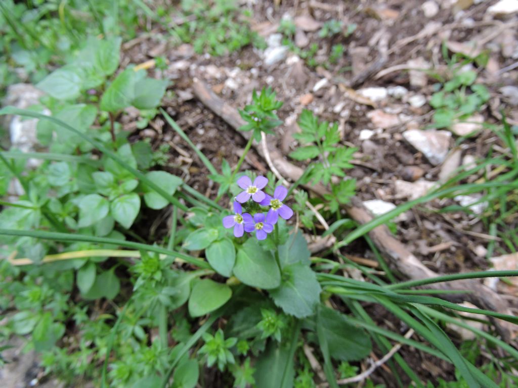 Arabis verna