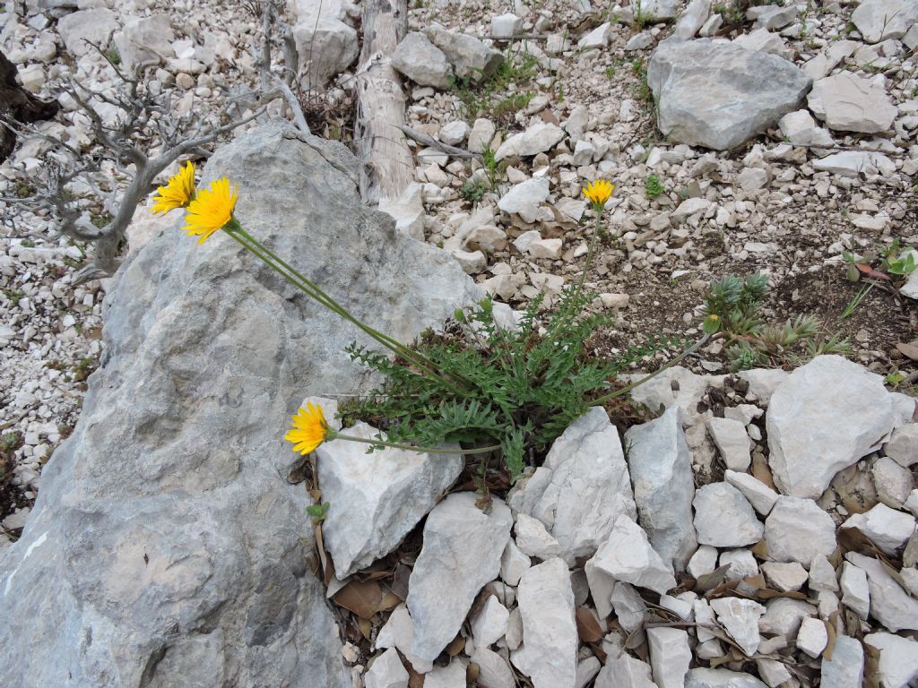 Hyoseris radiata