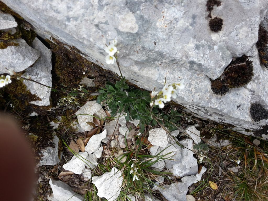 Arabis sp.