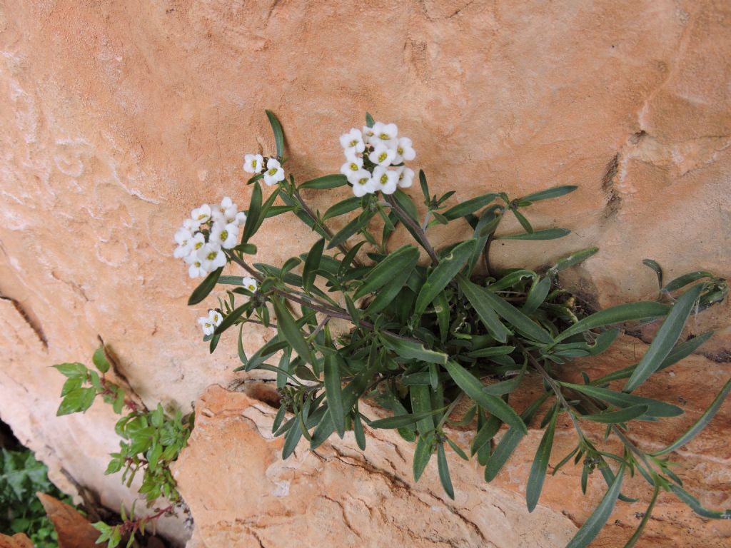 Lobularia maritima / Filigrana comune