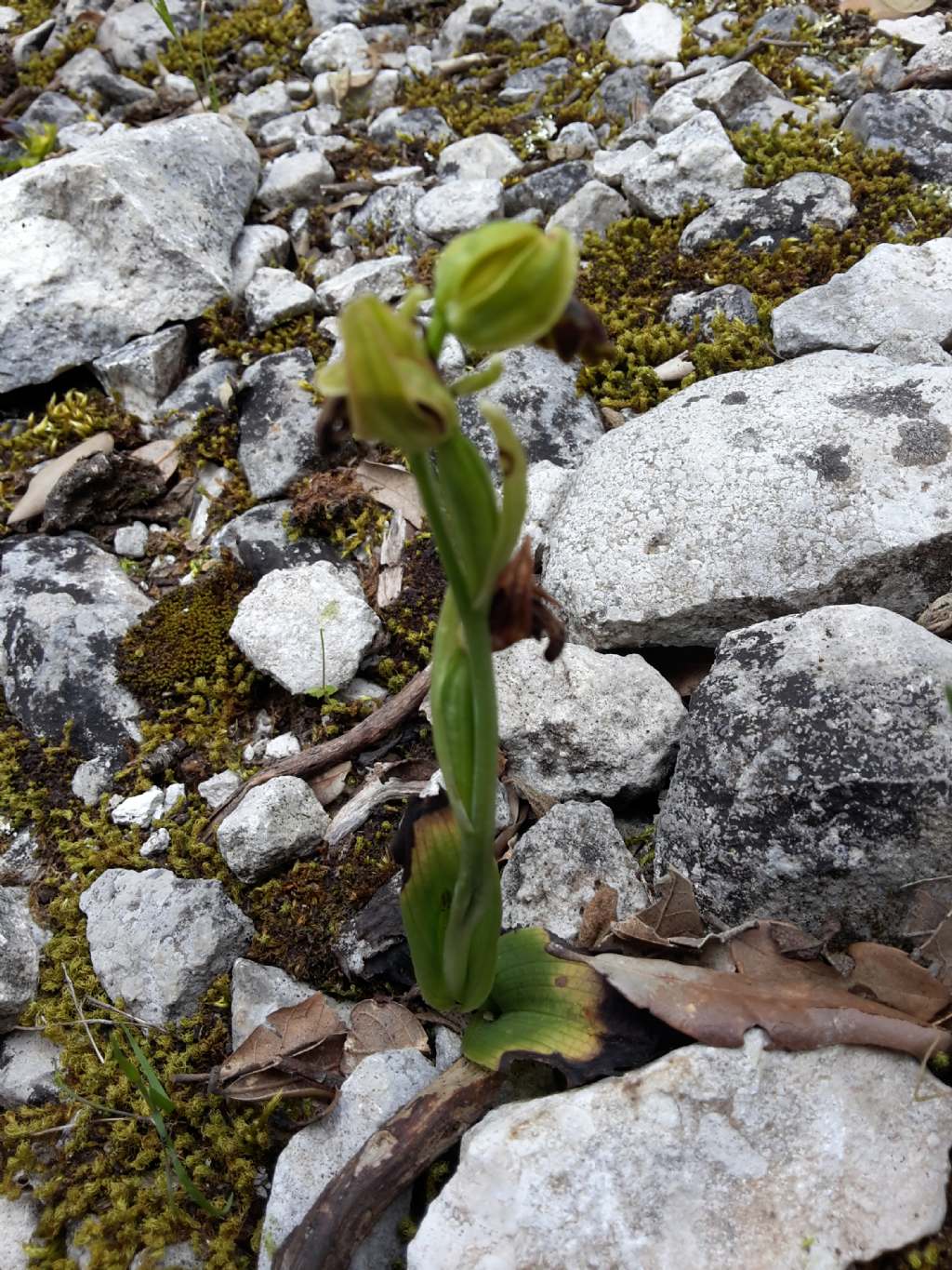 Ophrys gr. fusca